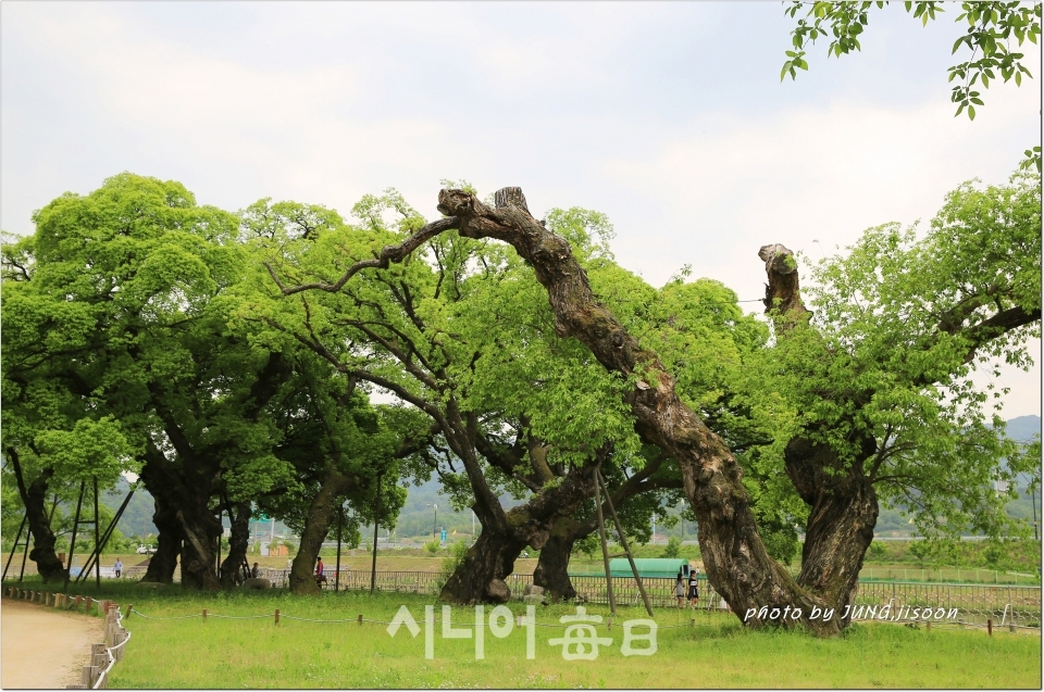 성주 성밖숲 300~500년 추정, 왕 버들 55그루의 장엄한 모습이놀랍다.