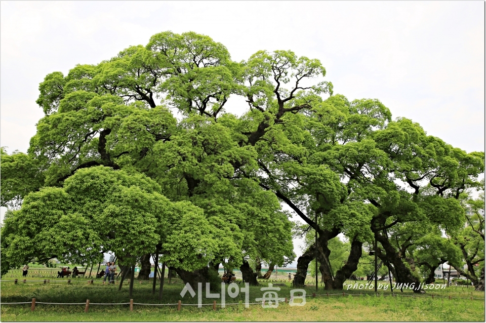 성주 성밖숲 300~500년 추정, 왕 버들 55그루의 장엄한 모습이놀랍다.