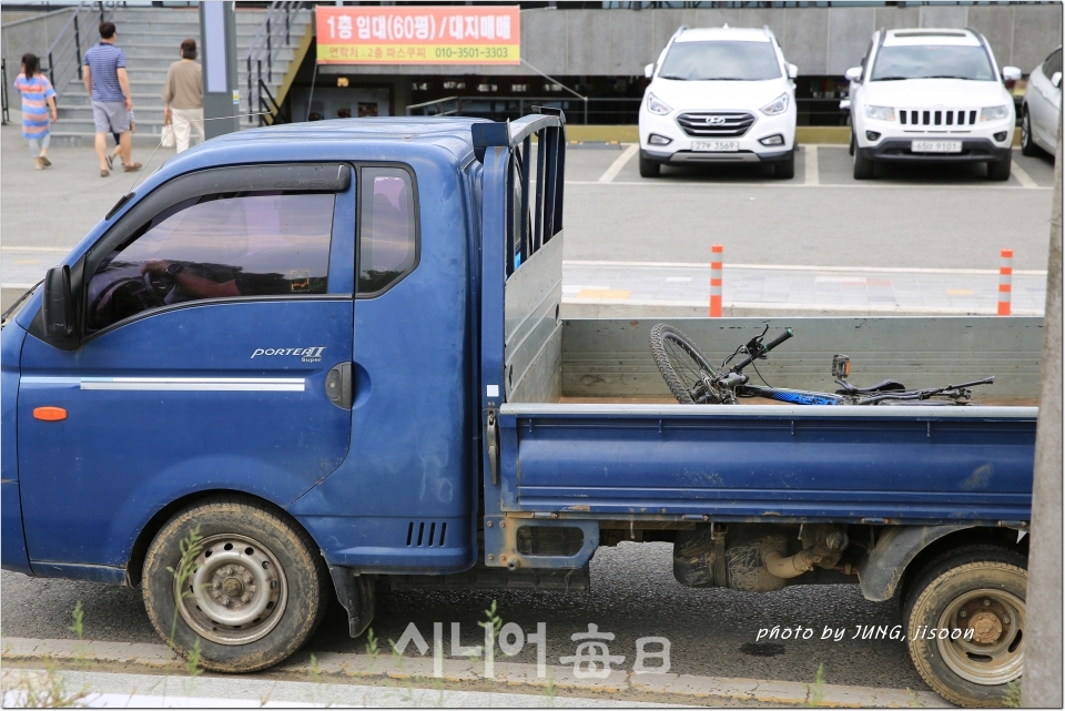 성주 성밖숲 300~500년 추정, 왕 버들 55그루의 장엄한 모습이놀랍다.