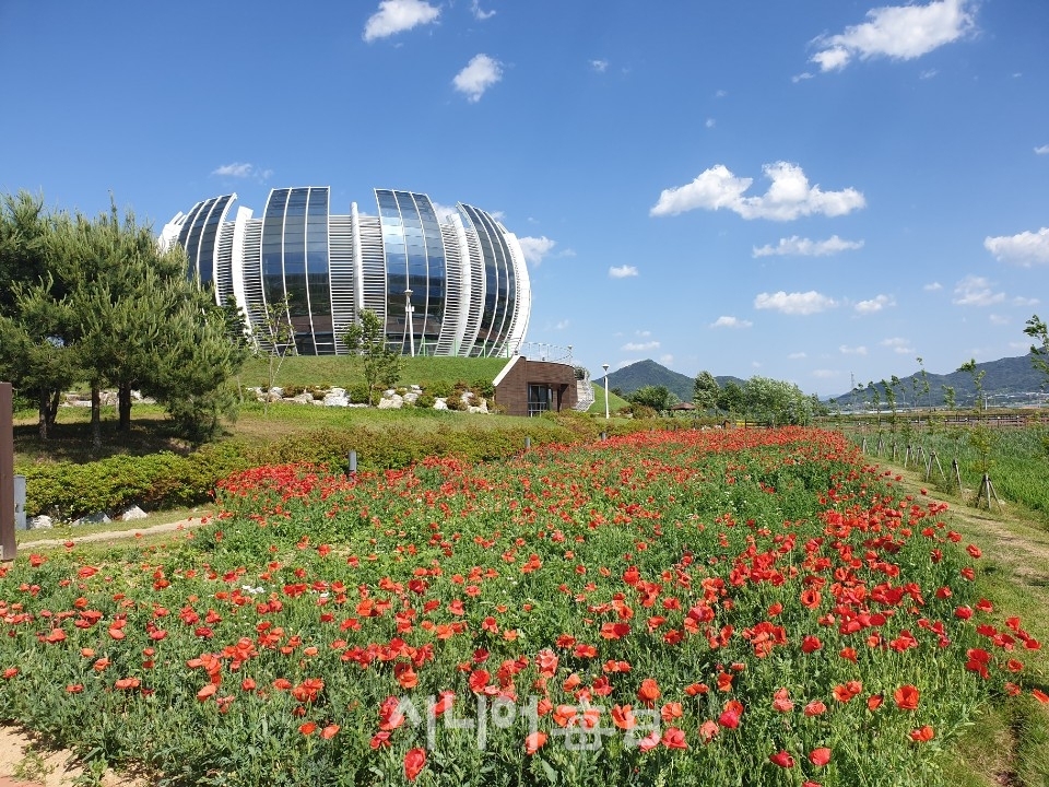 상주 중덕지 자연생태공원 꽃양귀비  활짝.  김항진 기자