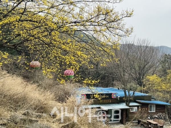 산수유꽃이 봄을 환하게 물들이고 있다. 박미정 기자