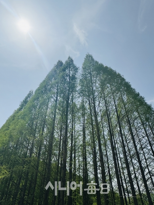 하늘로 치솟는 메타세콰이어숲. 박미정 기자