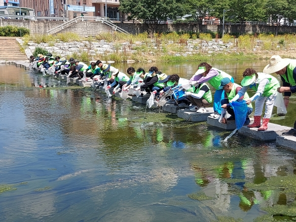 미꾸라지 방류 모습.  사진  경산시 제공.