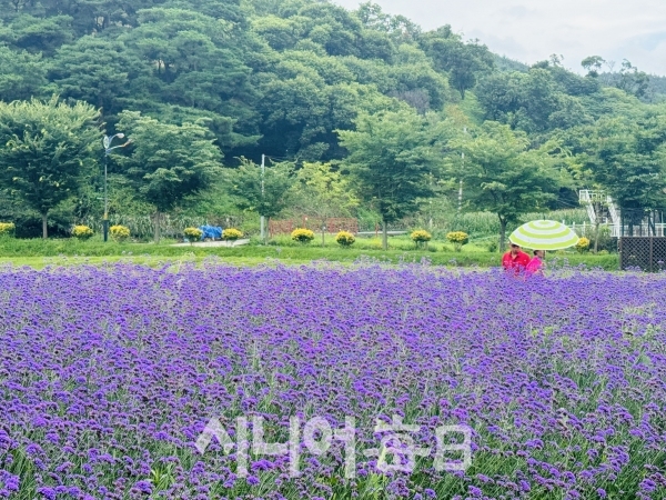 천년의 숲, 함양공원. 박미정 기자