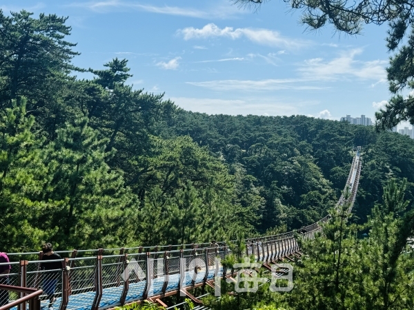 종착지점에서 본 출렁다리 모습. 박미정 기자