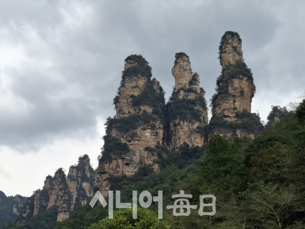 중국 천자산 기암들이다. 김황태 기자