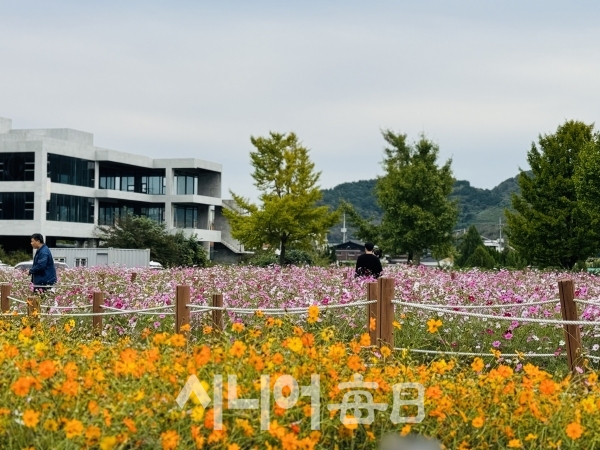 가을 꽃 뒤로 하수도사업소가 보인다. 박미정 기자